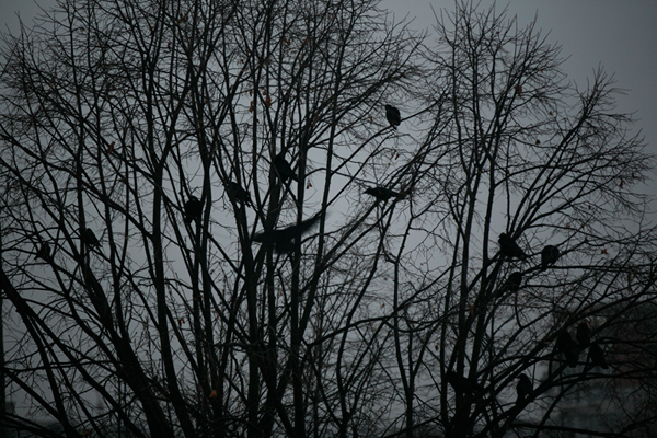 534 :: Ravens